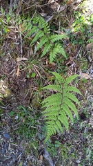Athyrium tripinnatum