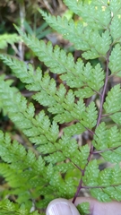 Athyrium tripinnatum