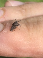 Asiraca