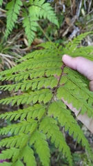 Athyrium tripinnatum
