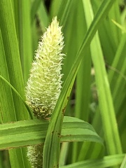 Carex typhina