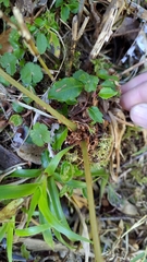 Athyrium tripinnatum