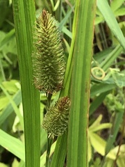 Carex typhina