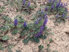 Lupinus onustus