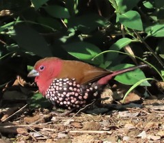 Hypargos margaritatus