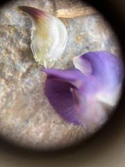 Lupinus onustus