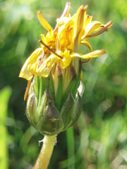 Taraxacum hollandicum
