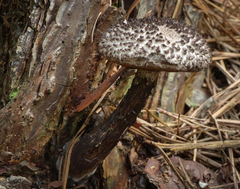Strobilomyces confusus