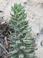 Oenothera cinerea cinerea