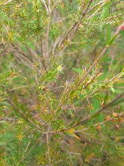 Ochrosperma lineare