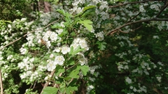 Crataegus monogyna