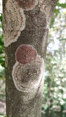 Septobasidium orbiculare