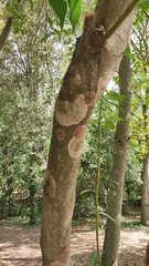 Septobasidium orbiculare