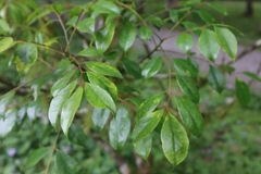 Murraya euchrestifolia