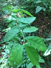 Ancistrocarpus densispinosus