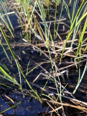Carex livida