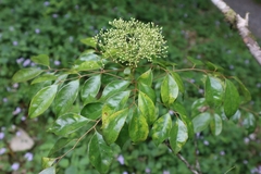 Murraya euchrestifolia