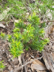 Pseudanthus orientalis