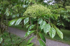 Murraya euchrestifolia