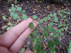 Melicytus micranthus