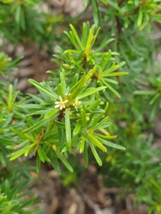 Pseudanthus orientalis