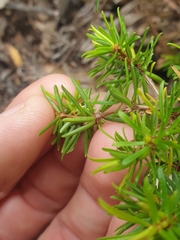 Pseudanthus orientalis