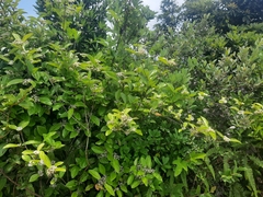 Viburnum sempervirens