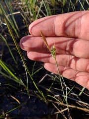 Carex livida