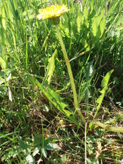 Taraxacum hollandicum