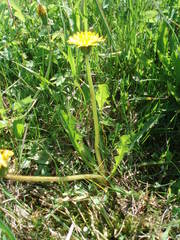 Taraxacum hollandicum