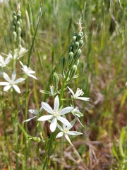Ornithogalum narbonense