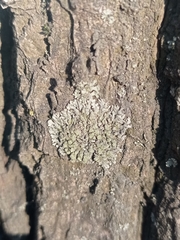 Physciaceae