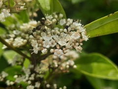 Viburnum sempervirens