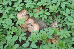 Cerioporus squamosus