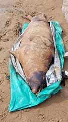 Halichoerus grypus grypus