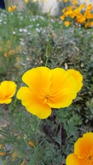 Eschscholzia californica