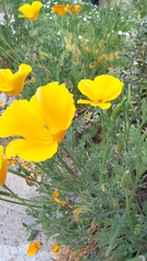 Eschscholzia californica