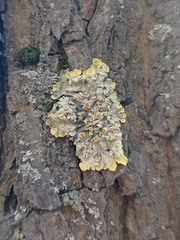Xanthoria parietina