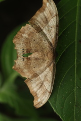 Hyposidra infixaria