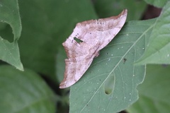 Hyposidra infixaria