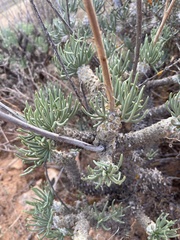 Tylecodon wallichii