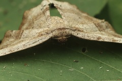Hyposidra infixaria