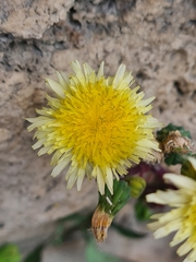 Sonchus oleraceus