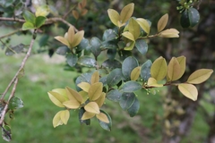 Ilex goshiensis