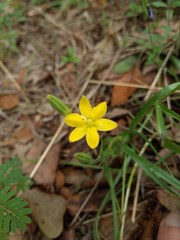Hypoxis hirsuta