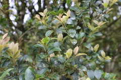 Ilex goshiensis