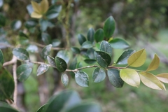 Ilex goshiensis