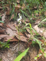Spiranthes sinensis