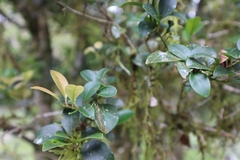 Ilex goshiensis
