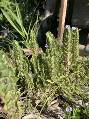 Ruellia blechum